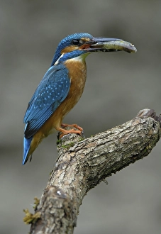 Kingfisher (Alcedo atthis)