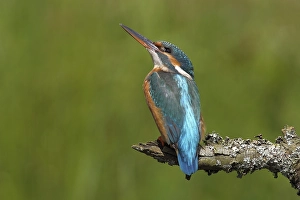 Kingfisher (Alcedo atthis), attentive female perched on a branch