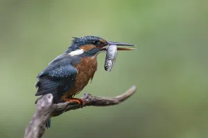 Kingfisher (Alcedo atthis) with brown trout