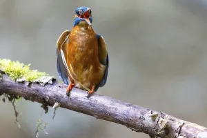 Kingfisher (Alcedo atthis) calls
