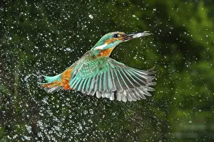 Kingfisher (Alcedo atthis) hunting