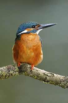 Kingfisher (Alcedo atthis) on his lookout, male