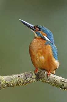 Kingfisher (Alcedo atthis) on his lookout, male