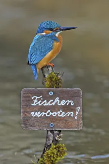 Kingfisher (Alcedo atthis), male