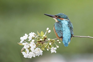 Kingfisher (Alcedo atthis), male sitting on cherry blossom branch (Prunus avium)