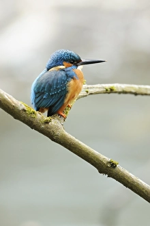 Kingfisher (Alcedo atthis) perched on a branch