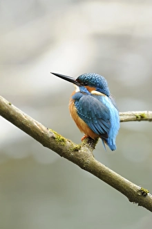 Kingfisher (Alcedo atthis) perched on a branch