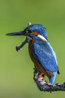 Kingfisher (Alcedo atthis) perched on a branch