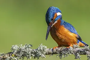 Kingfisher (Alcedo atthis) perched on a branch