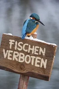 Funny Animal Prints: Kingfisher (Alcedo atthis), perched on a German no fishing sign