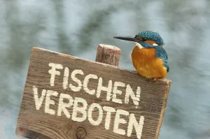 Kingfisher (Alcedo atthis), perched on a German no fishing sign