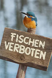 Kingfisher (Alcedo atthis), perched on a German no fishing sign