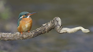 Kingfisher (Alcedo atthis), perched resting female