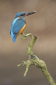 Kingfisher (Alcedo atthis), perched resting male with fish in its beak
