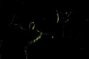 Kingfisher (Alcedo atthis), Schwalm-Nette nature reserve