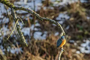 A kingfisher (Alcedo atthis) sits on a branch above a body of water