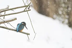 A kingfisher (Alcedo atthis) sits quietly on a snowy branch in a wintry landscape
