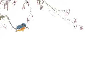A kingfisher (Alcedo atthis) sits on a wintry branch of a black alder (Alnus glutinosa) with sparse red flowers