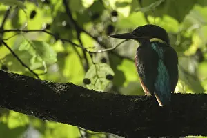Kingfisher (Alcedo atthis) sitting in a black alder (Alnus glutinosa) above the water to look for fish