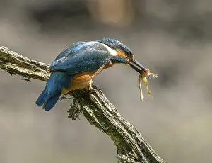 Kingfisher (Alcedo atthis) sitting on a branch