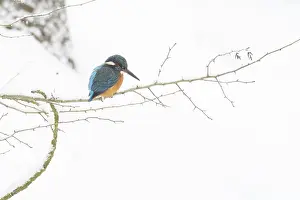 A kingfisher (Alcedo atthis) sitting on a thin branch
