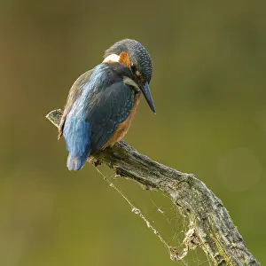 Kingfisher (Alcedo atthis) sitting on an old branch