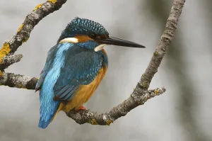 Kingfisher (Alcedo atthis), Stans