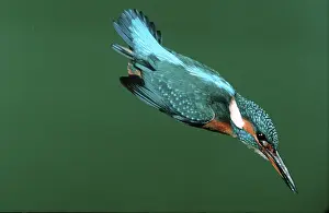 Kingfisher (Alcedo atthis), swooping flight