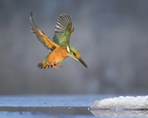Kingfisher (Alcedo atthis) Winter and frost