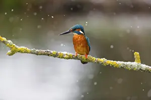 Kingfisher (Alcedo attis), adult male
