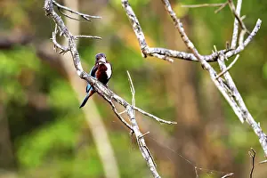 Kingfisher on a branch in a forest with a blurred background that creates a relaxed atmosphere