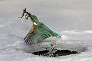 Kingfisher with captured fish, Hesse