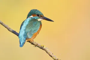 Kingfisher or Common Kingfisher (Alcedo atthis) perched on a branch