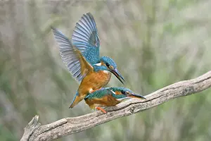 Kingfisher, common kingfishers (Alcedo atthis)