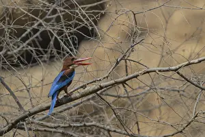 A kingfisher with an open beak sits among intricate branches