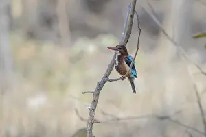A kingfisher perches on a branch against a softly focused background