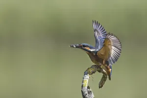 Kingfisher with prey in threatening posture against conspecifics