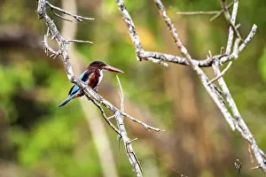 Kingfisher sits on a branch surrounded by green forest