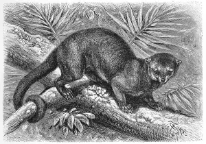 Kinkajou (Potos flavus) (Procyonidae)