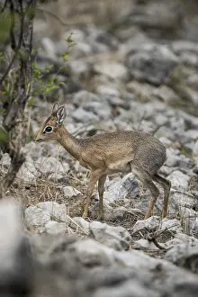 Kirk dikdik or kirk's dik-dik (Madoqua kirkii)