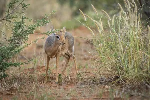Kirk-Dikdik (Madoqua kirkii) in Namibia