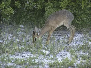 Kirkdikdik (Madoqua kirkii)