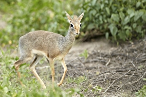 Kirk's Dik-dik (Madoqua Kirki)