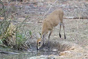 Kirk's Dik-dik (Madoqua kirkii)