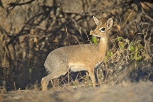 Kirk's Dik-dik (Madoqua kirkii) on Dik-Dik-Drive