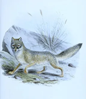 Kit fox (Vulpes macrotis), Canis velox