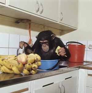 In the kitchen 1971. A chimpanzee is seen sitting in a bucket of water in the kitchen sink playing with the water running from the water tap. 1971. Cyrus ref DV23
