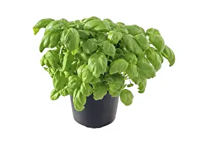 Kitchen herbs in a pot, basil (Ocumum basilicum)