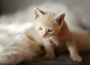 Kitten, 6 weeks, lying on a sofa