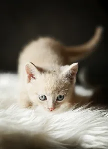 Kitten, 6 weeks, standing on a sofa